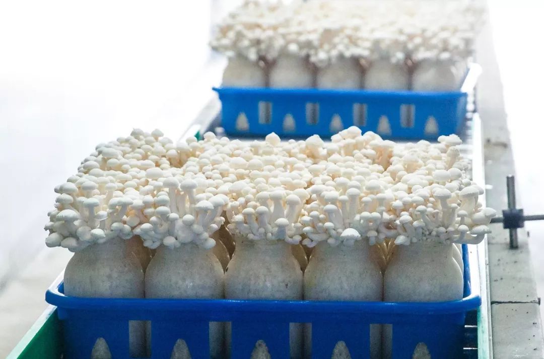 科技賦能，品質升級 慈溪白玉菇榮膺“浙產(chǎn)精品鮮菇”背后的生物技術力量